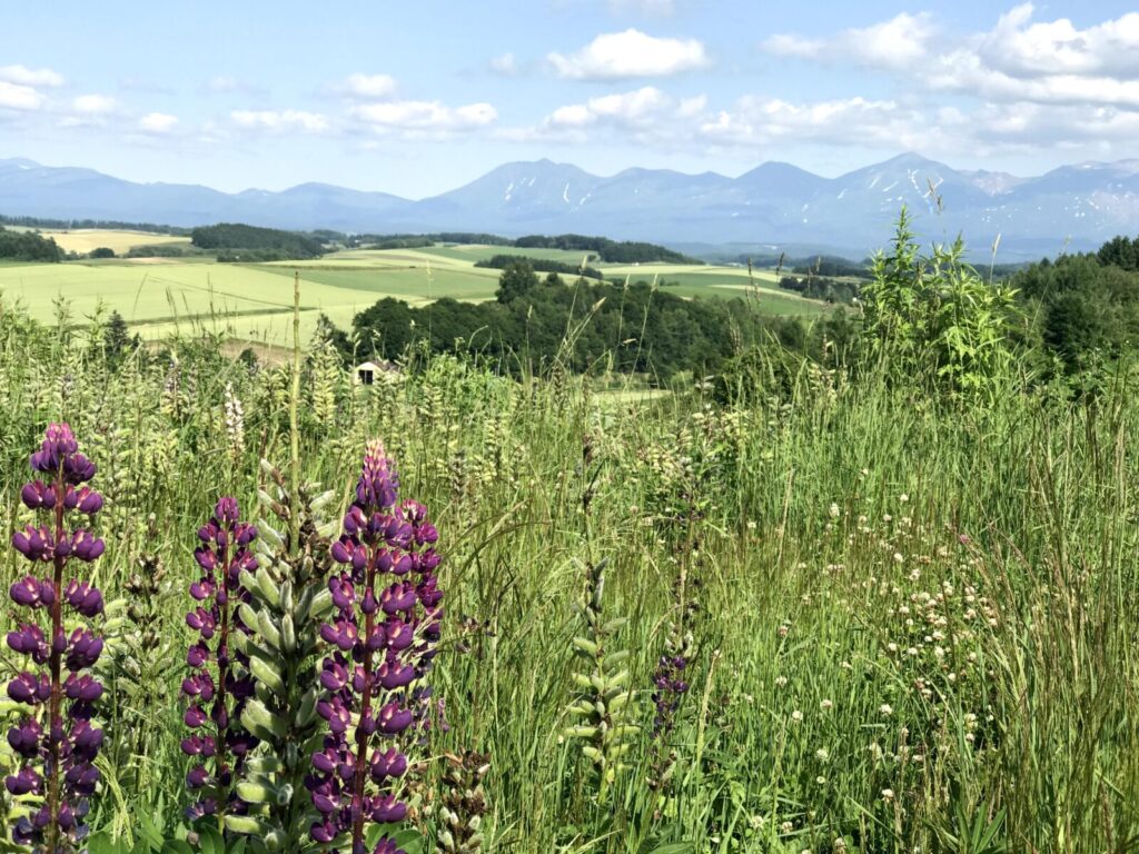 北海道美瑛町で咲くルピナスと広がる丘陵風景の組み合わせ