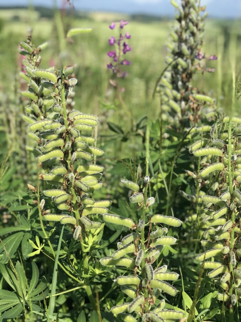 北海道美瑛町の草原に群生する緑色の豆状の植物と夏の風景