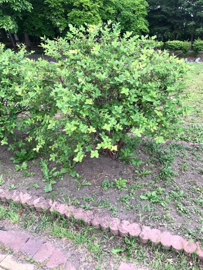 枝に実ったハスカップの果実