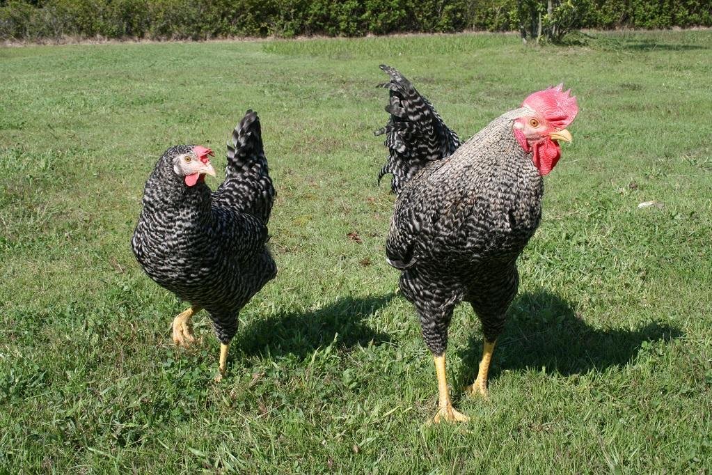 放し飼いされている縞模様の鶏