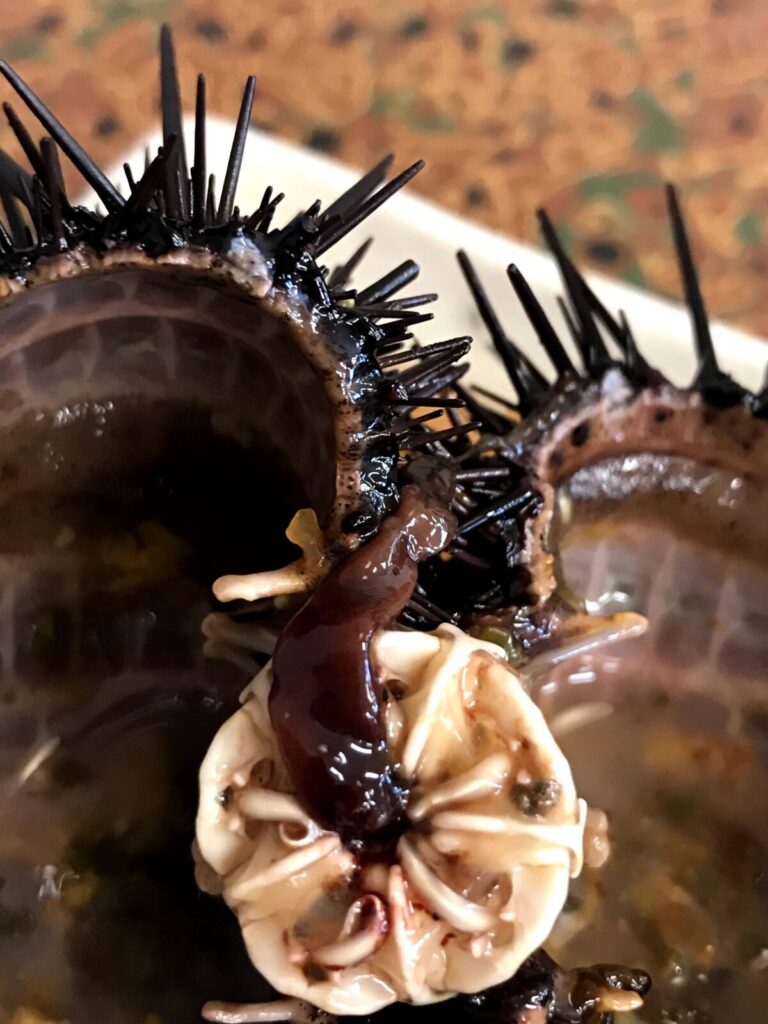 食べ終えたあとのウニの殻