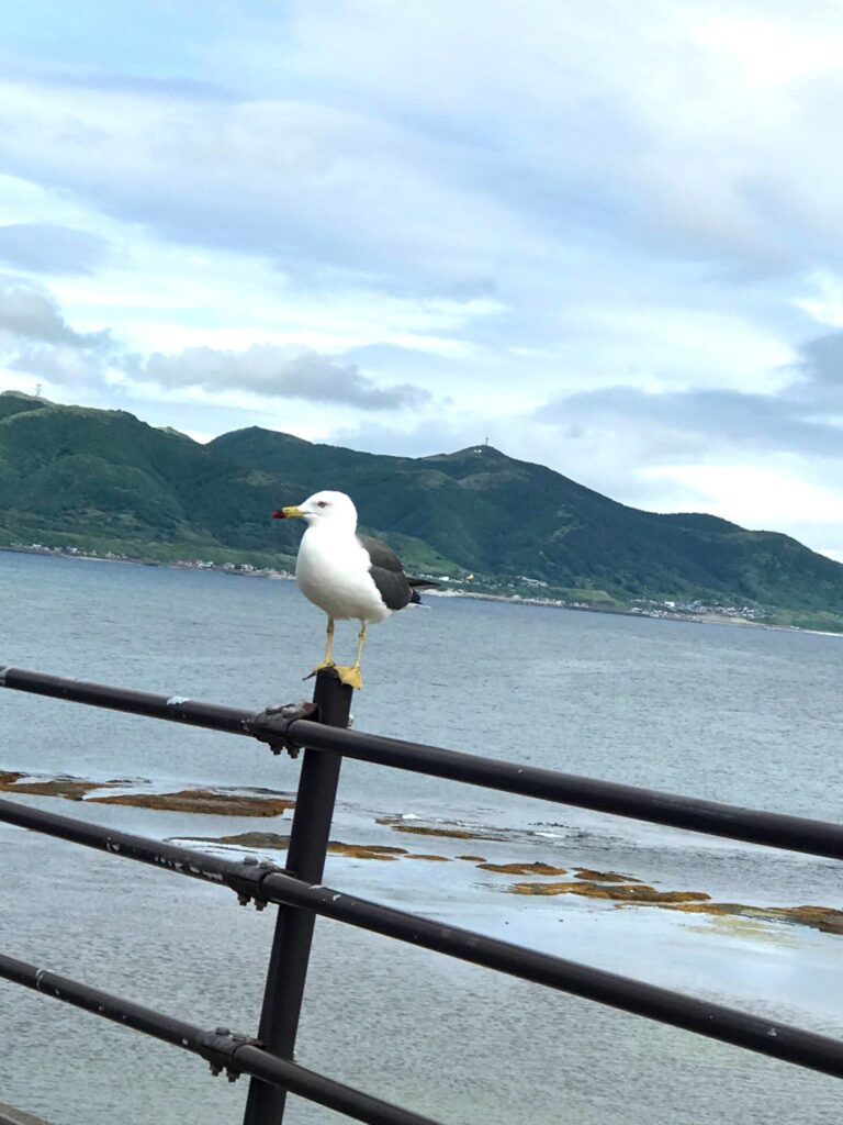 手すりの上で景色を眺める松前のカモメ