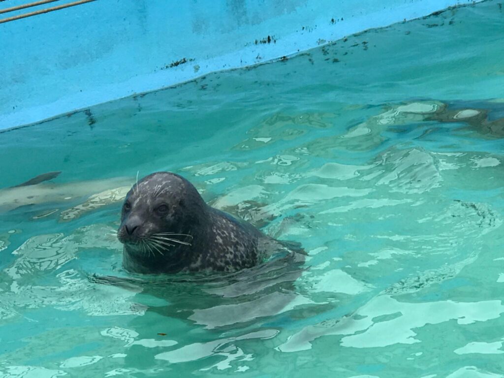 水中から顔を出し見つめるゴマフアザラシ