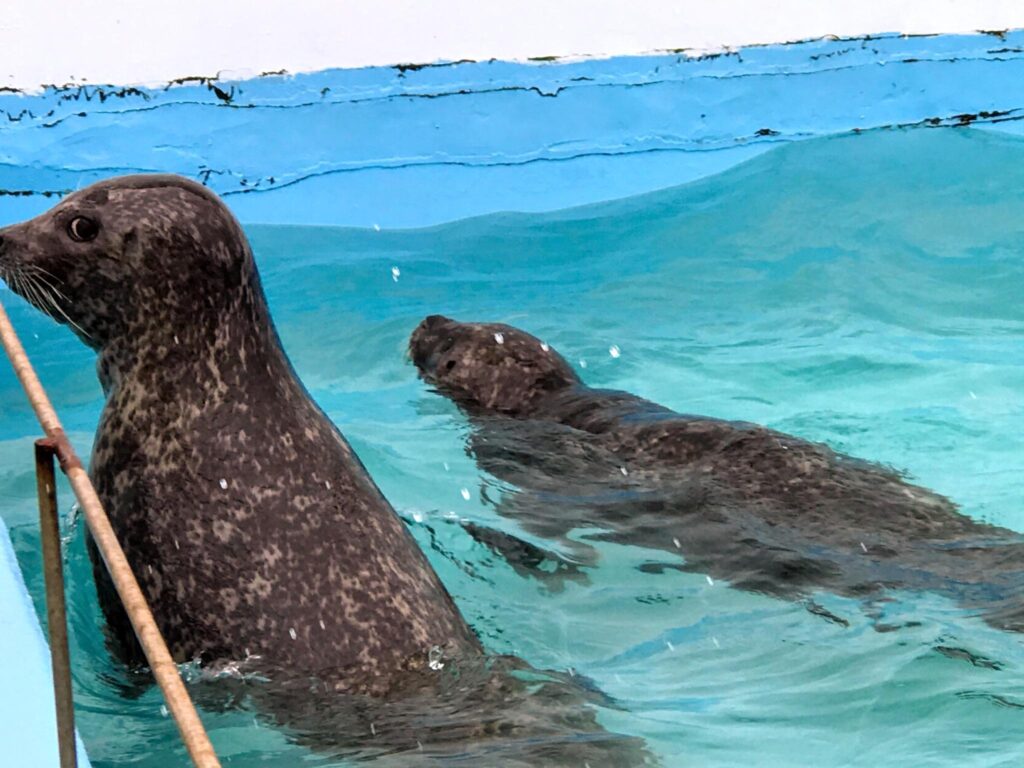水槽で泳ぐ二頭のゴマフアザラシ