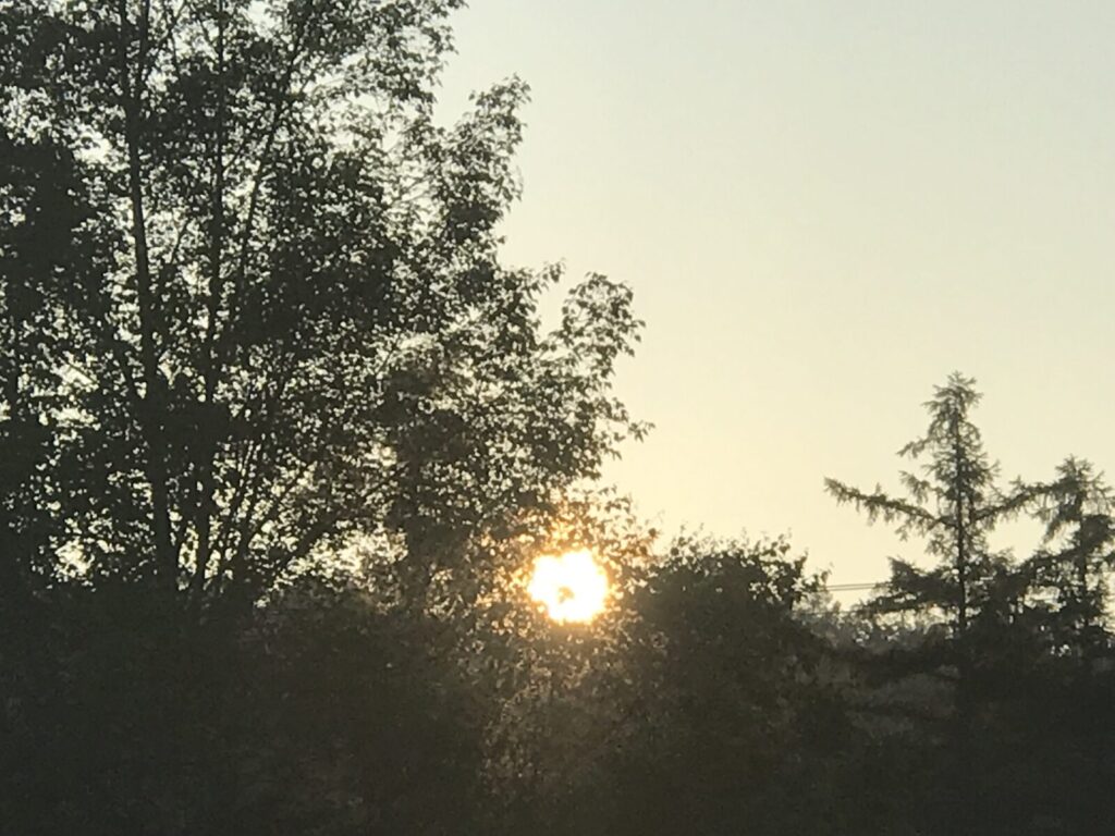 森の木々の間から覗く朝日が辺りをやさしく照らす朝の光景