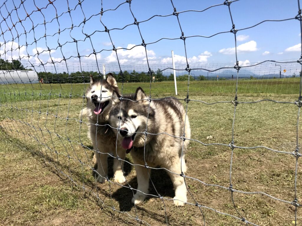 金網越しに並んでこちらを見つめるサホロベアマウンテンのシベリアンハスキー