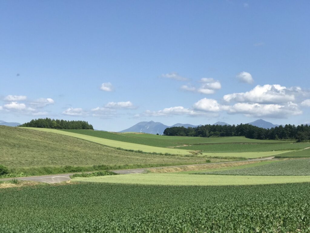 夏の美瑛の丘に広がる緑の畑と青空の風景。