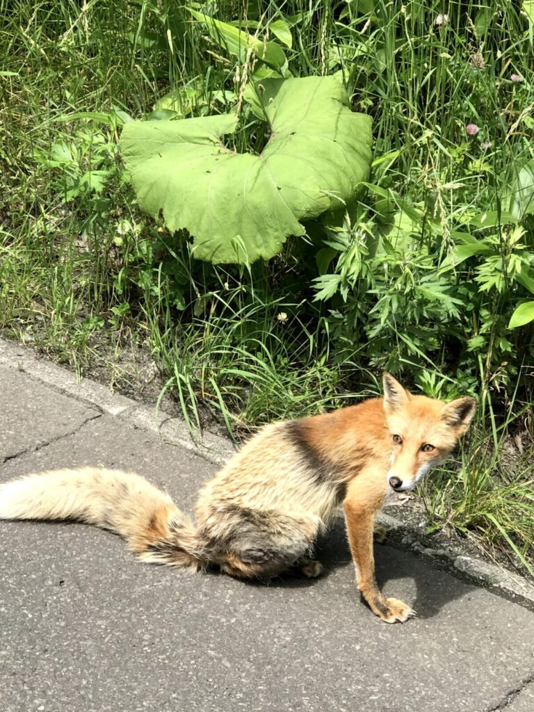 かなやま湖へ向かう途中の道路で出会ったキタキツネ