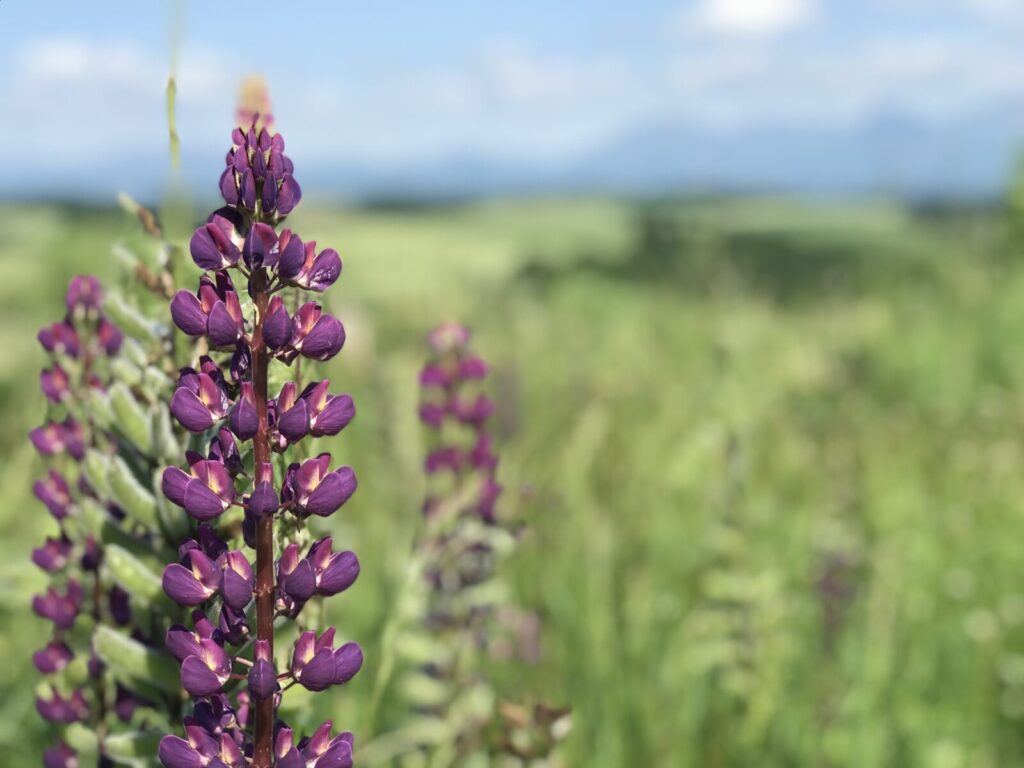 富良野の草原に咲く紫のルピナスの花をクローズアップで撮影した写真