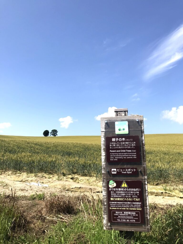 富良野「親子の木」の案内看板と3本の木が並ぶ遠景