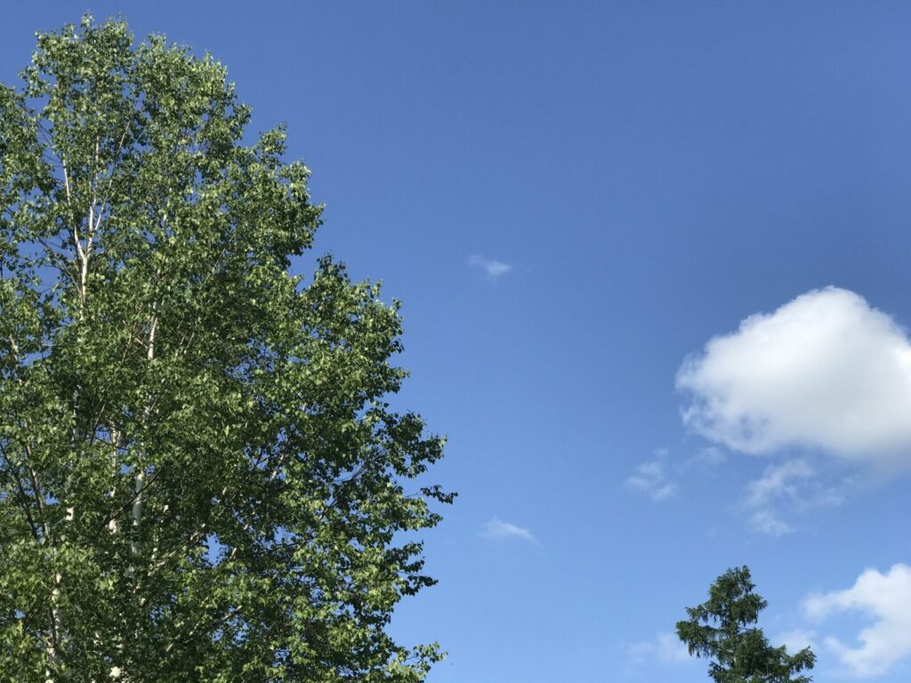青空と白い雲を背景に、爽やかな緑の白樺が風に揺れる様子を写した写真