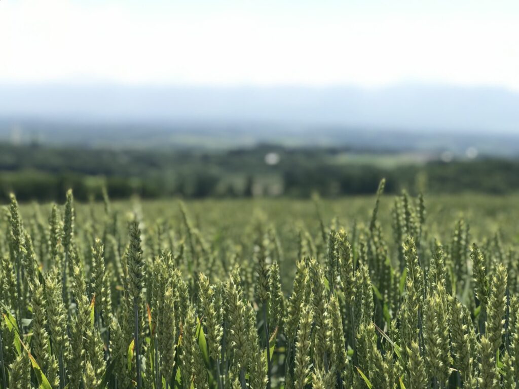 富良野の麦畑の穂をクローズアップで撮影した風景