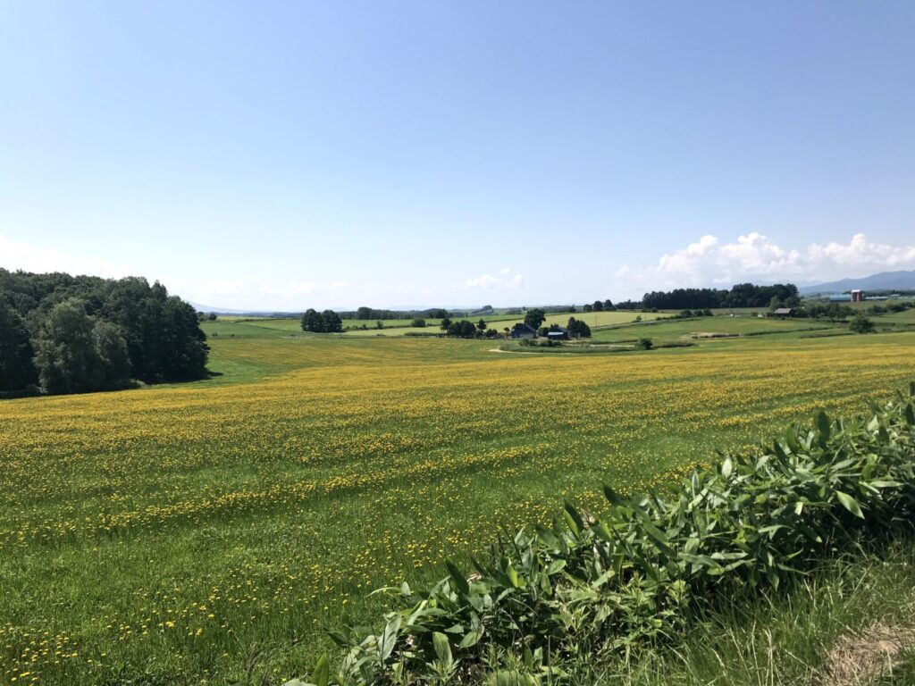 富良野の牧草地に広がる黄色い花畑と青空