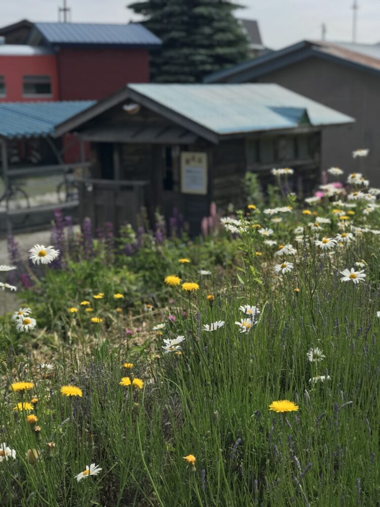 駅周辺に咲くマーガレットやタンポポ、ラベンダーなど色とりどりの花