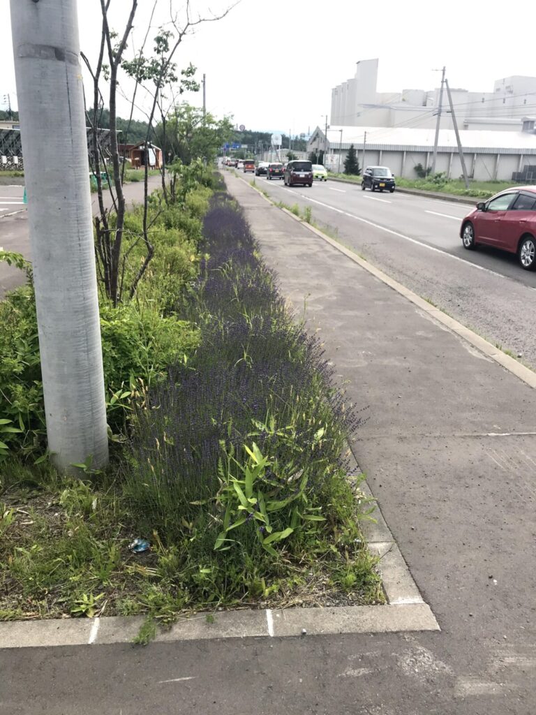 富良野の歩道沿いに咲くラベンダーと車道の風景(7月撮影)