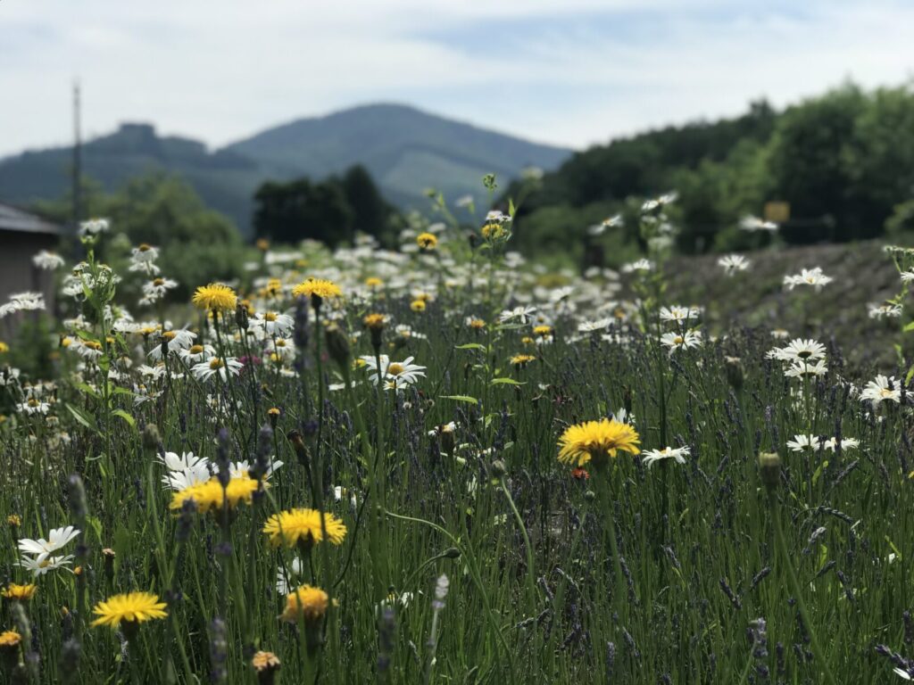 幾寅駅付近の初夏に咲く花畑と奥に見える山の風景