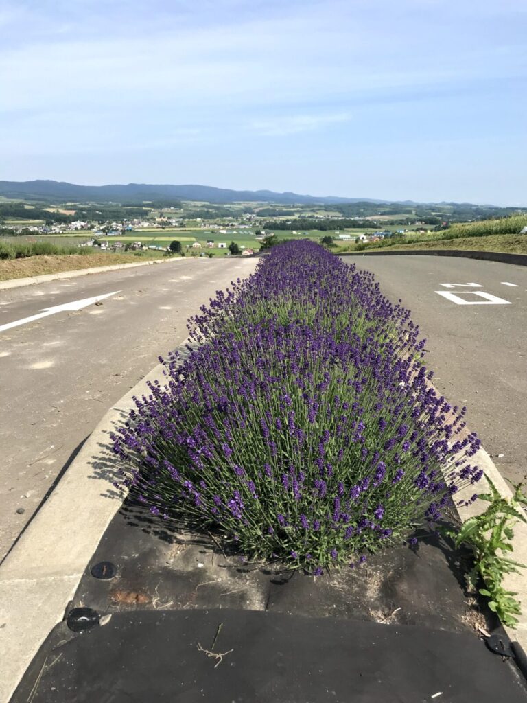 上富良野・日の出公園の道路中央に咲くラベンダーの列と広大な丘の風景。