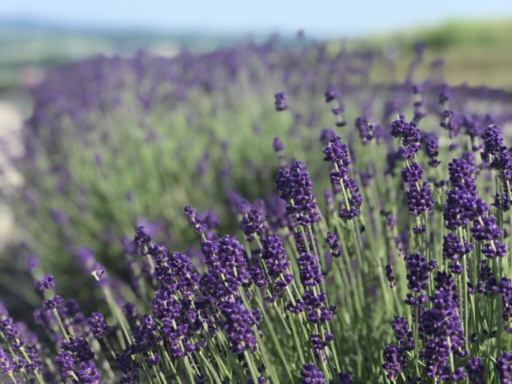 紫色のラベンダーの花が満開になっている様子の接写写真