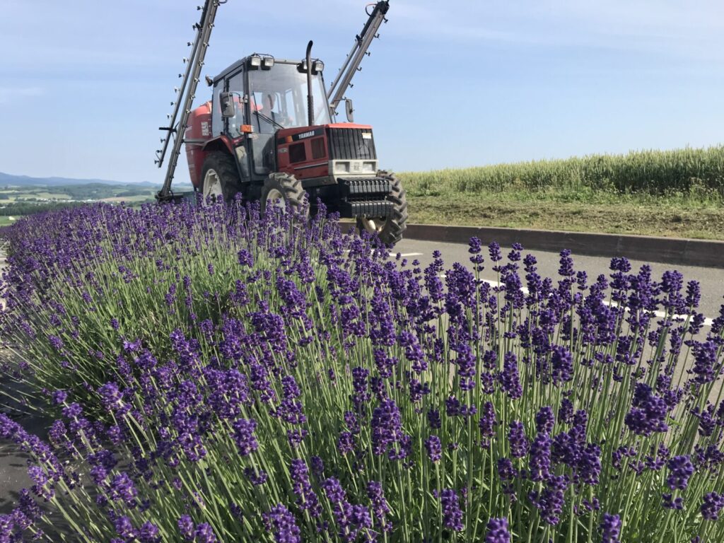 ラベンダー畑のそばを走る赤いトラクターと遠くに見える丘の風景