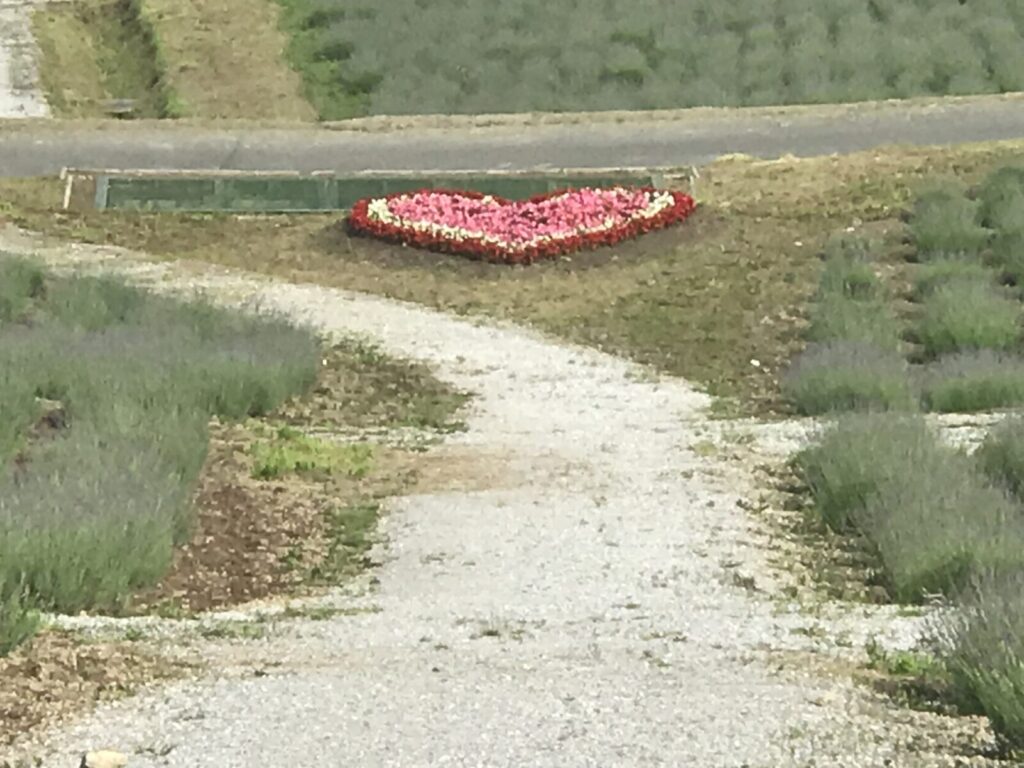 上川のラベンダー畑に咲くハート型の花壇と白い小道