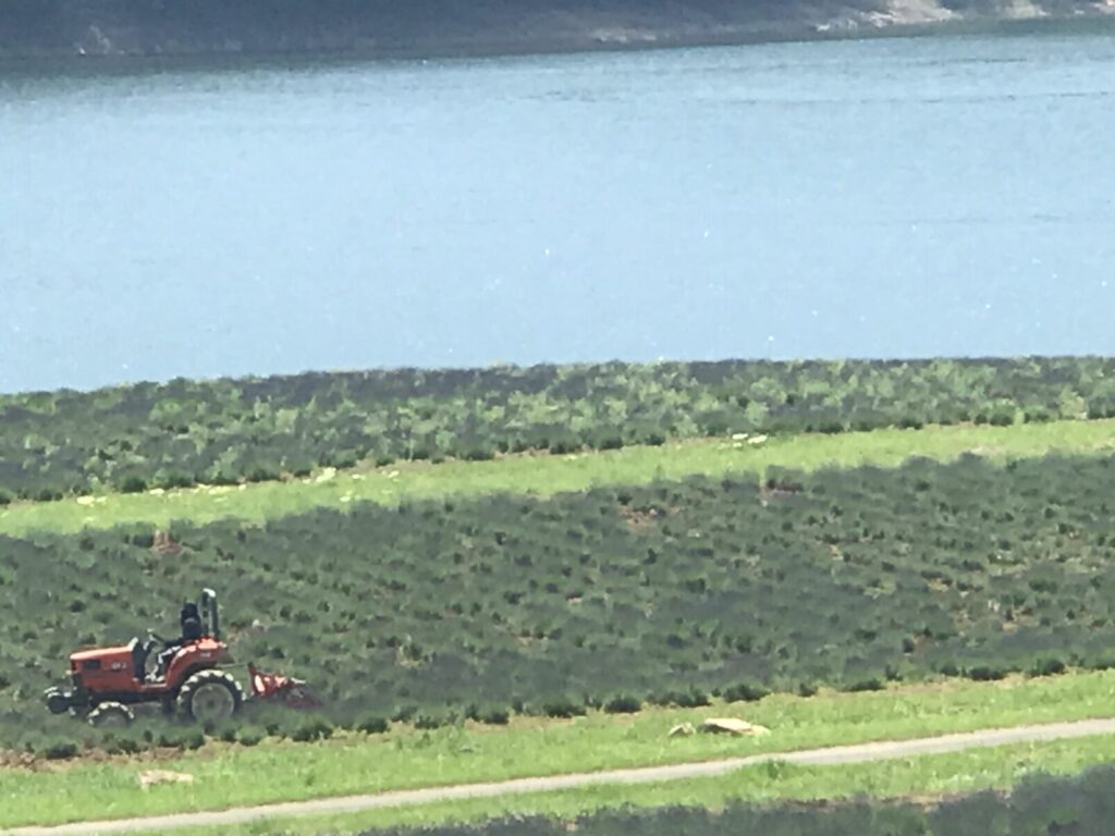 ラベンダー畑で作業中の赤いトラクターとかなやま湖の風景