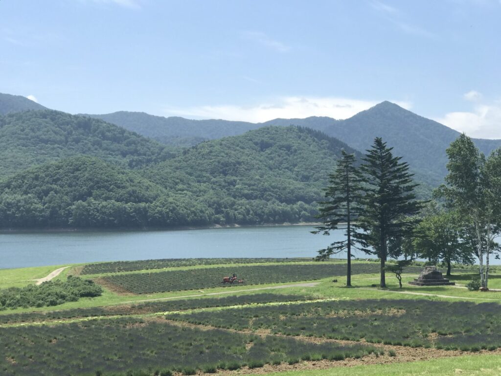 ラベンダー畑とかなやま湖、そして背後にそびえる山々の風景