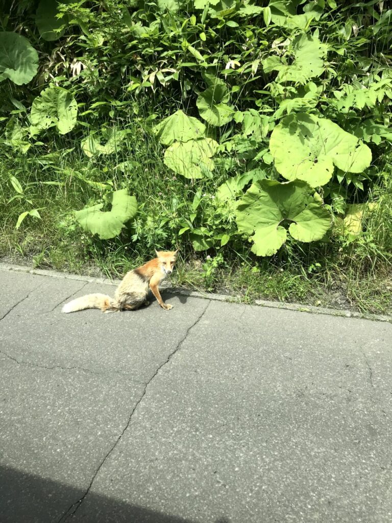 かなやま湖へ向かう途中の道路で出会ったキタキツネ