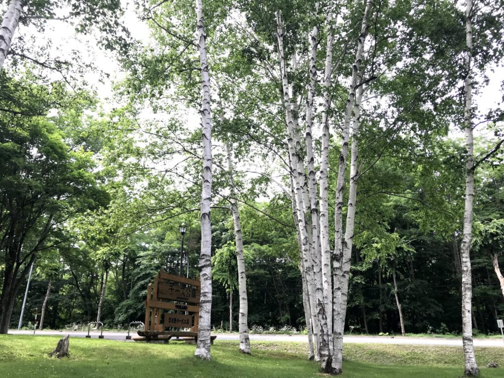 白樺の木々の間に立つ「チーズ公園」の木製案内板