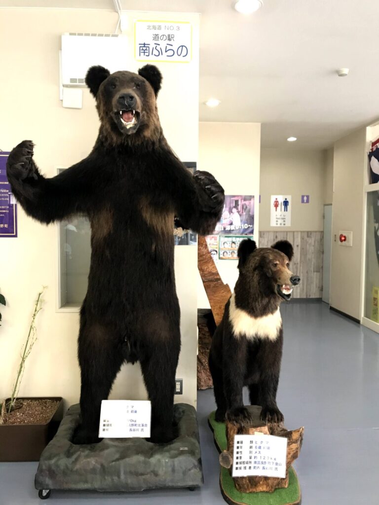 道の駅南ふらのに展示されているクマの剥製2体