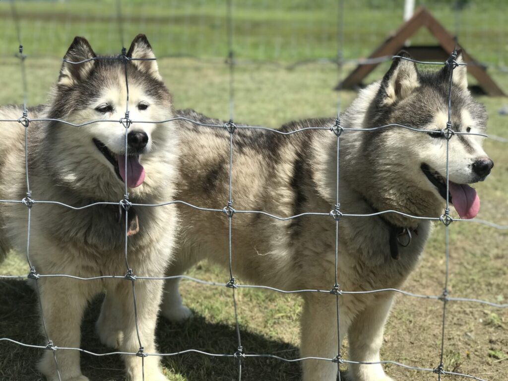 フェンス越しに並ぶサホロベアマウンテンのシベリアンハスキーのアップ