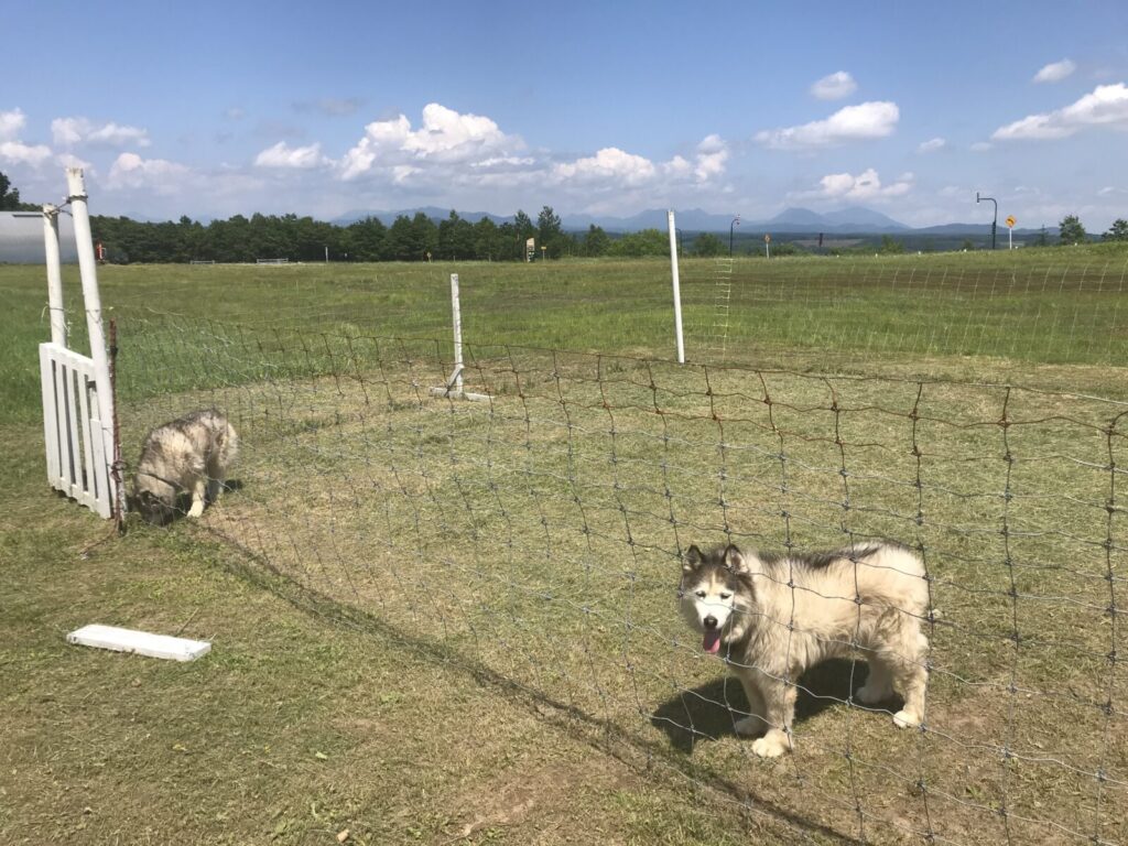 広いフィールドに立つシベリアンハスキーたち