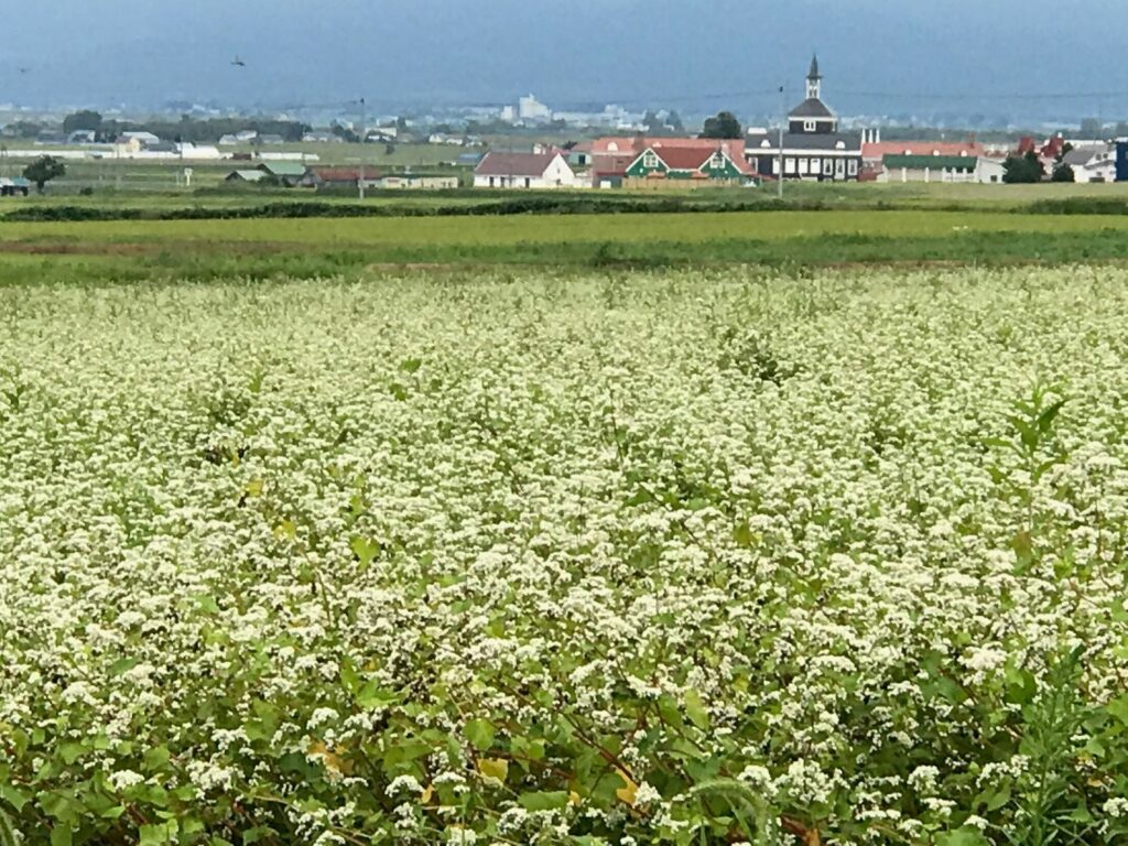 白いそばの花の畑と、その向こうの道の駅サンフラワー北竜