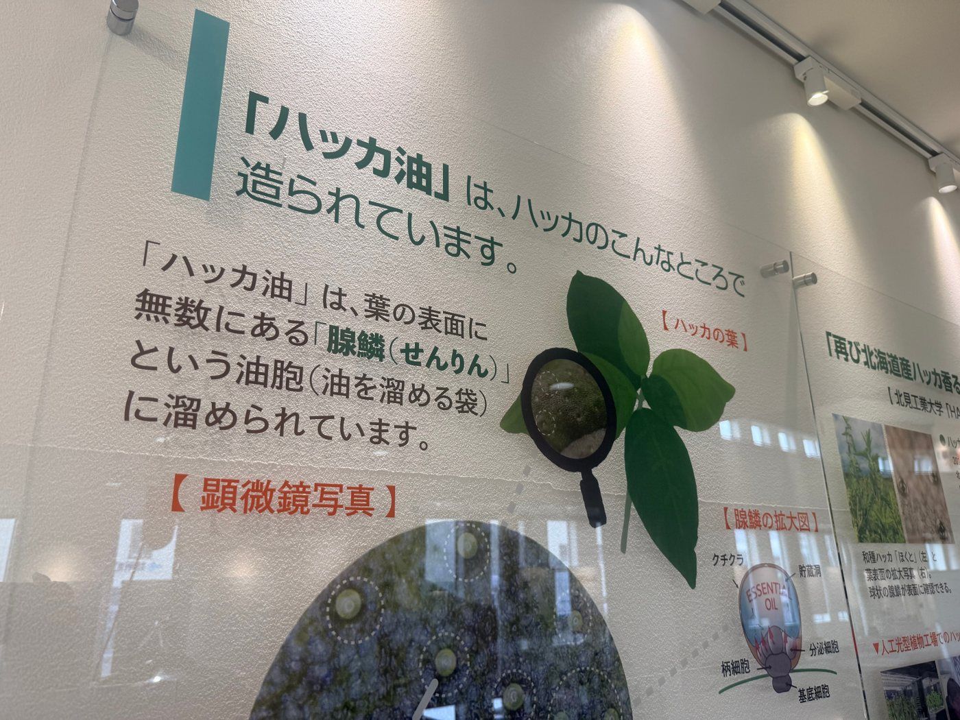 ハッカ油と葉の説明
